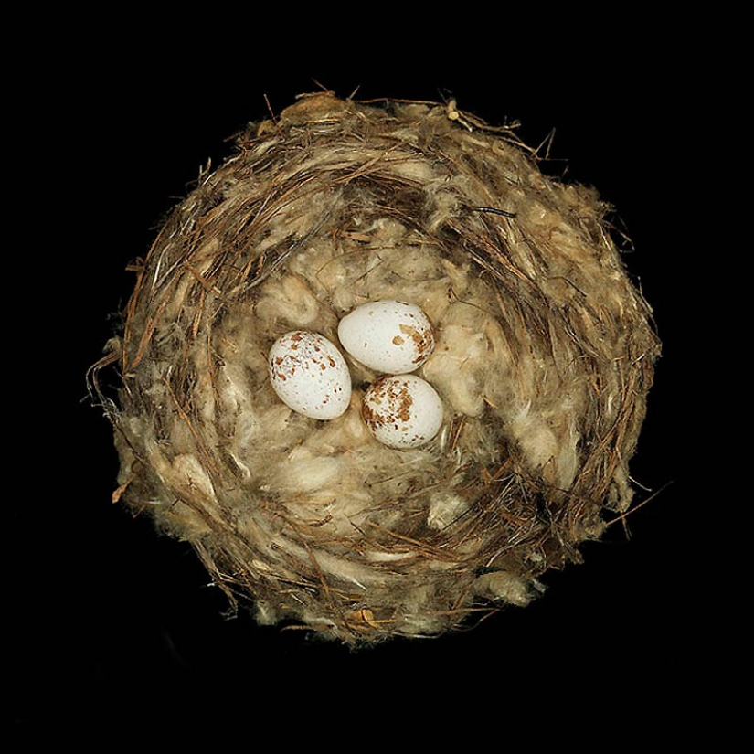 Masterpieces of natural architecture-bird nests Masterpieces of natural architecture-bird nests