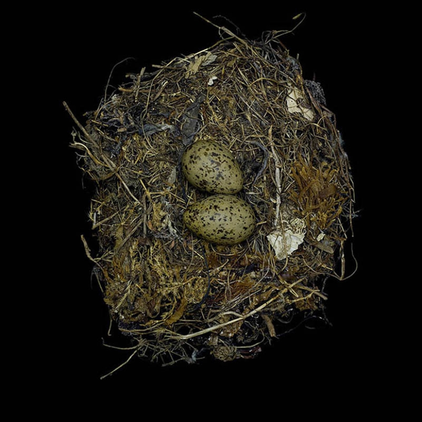 Masterpieces of natural architecture-bird nests Masterpieces of natural architecture-bird nests