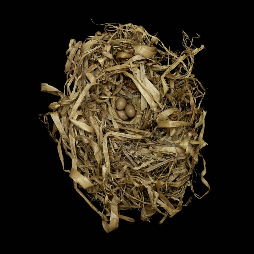 Masterpieces of natural architecture-bird nests Masterpieces of natural architecture-bird nests