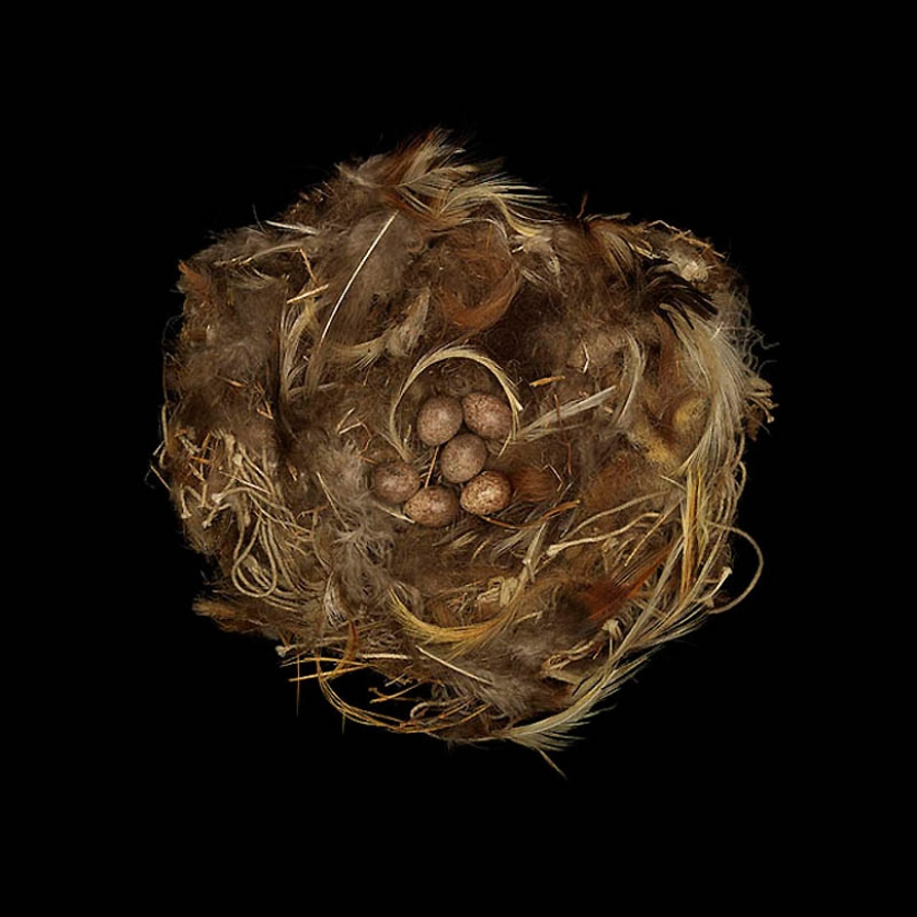 Masterpieces of natural architecture-bird nests Masterpieces of natural architecture-bird nests
