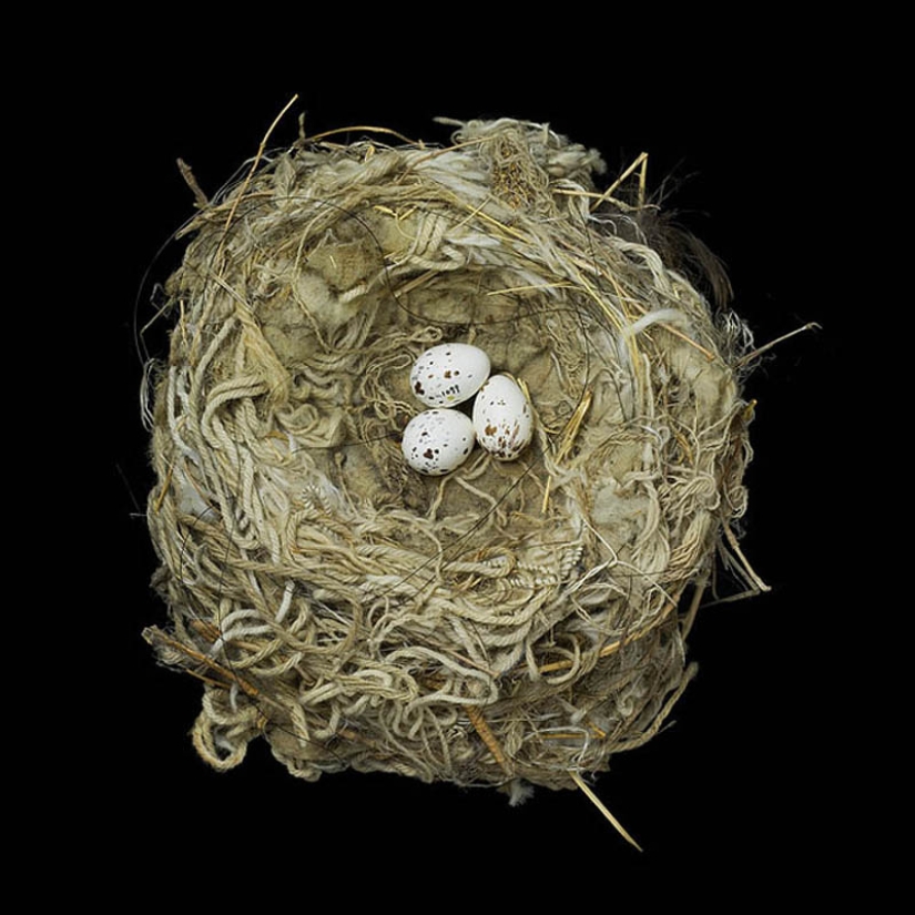 Masterpieces of natural architecture-bird nests Masterpieces of natural architecture-bird nests
