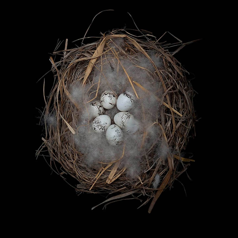 Masterpieces of natural architecture-bird nests Masterpieces of natural architecture-bird nests