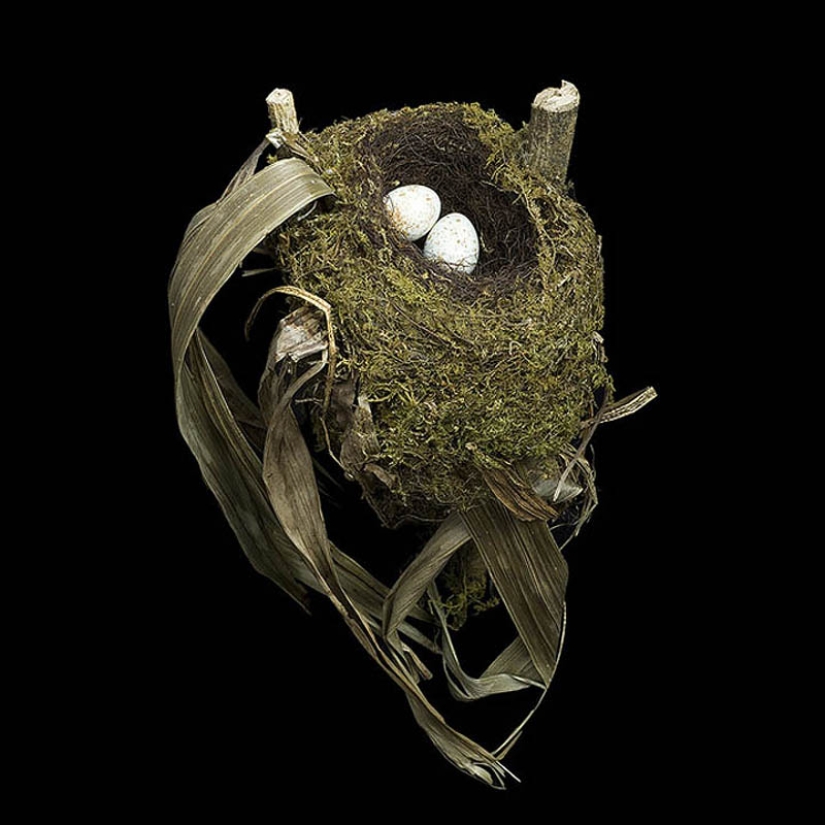 Masterpieces of natural architecture-bird nests Masterpieces of natural architecture-bird nests