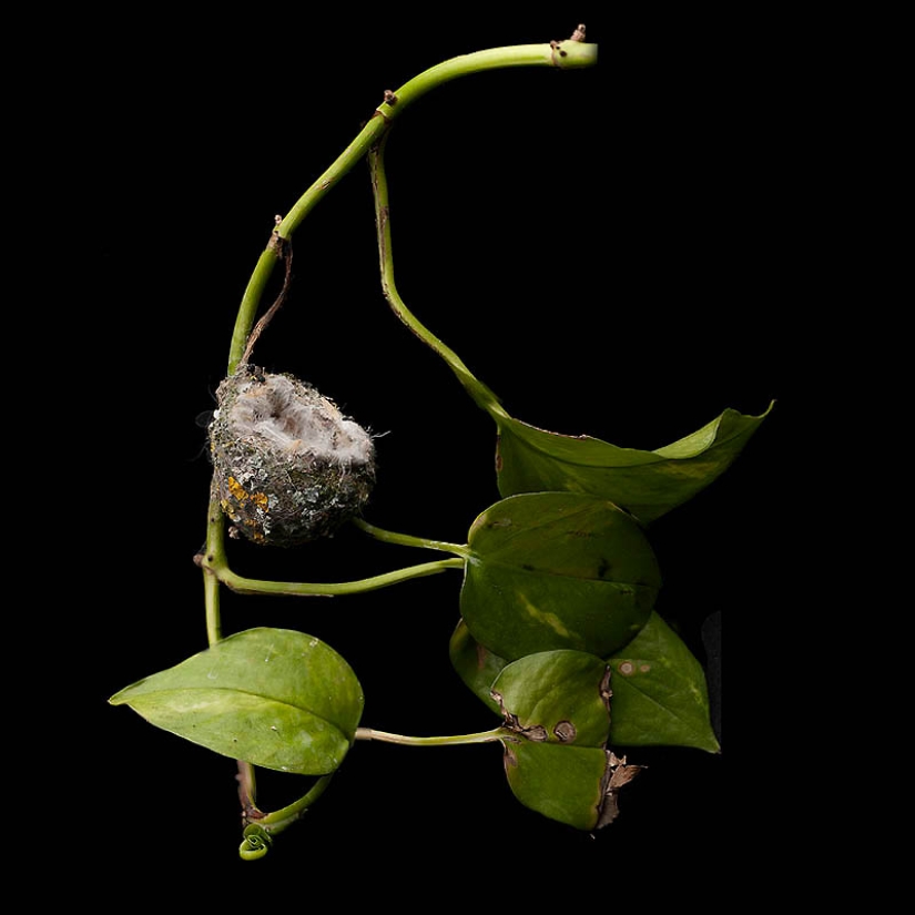 Masterpieces of natural architecture-bird nests Masterpieces of natural architecture-bird nests