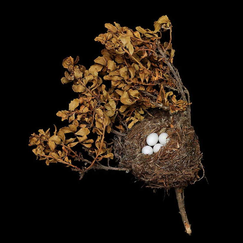 Masterpieces of natural architecture-bird nests Masterpieces of natural architecture-bird nests