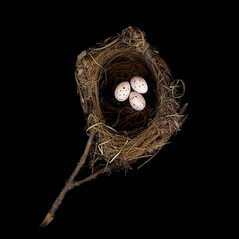 Masterpieces of natural architecture-bird nests Masterpieces of natural architecture-bird nests