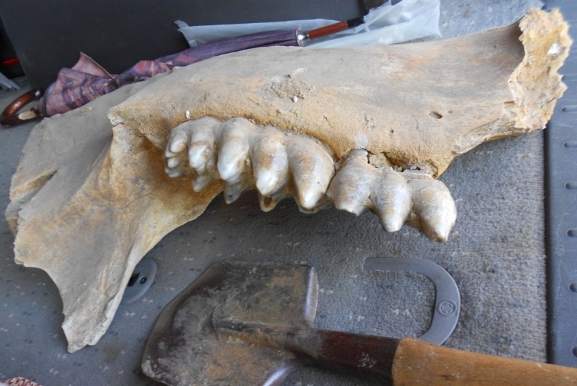 Mastodons and mammoths - how did the ancient ancestors of elephants differ Mastodons and mammoths - how did the ancient ancestors of elephants differ