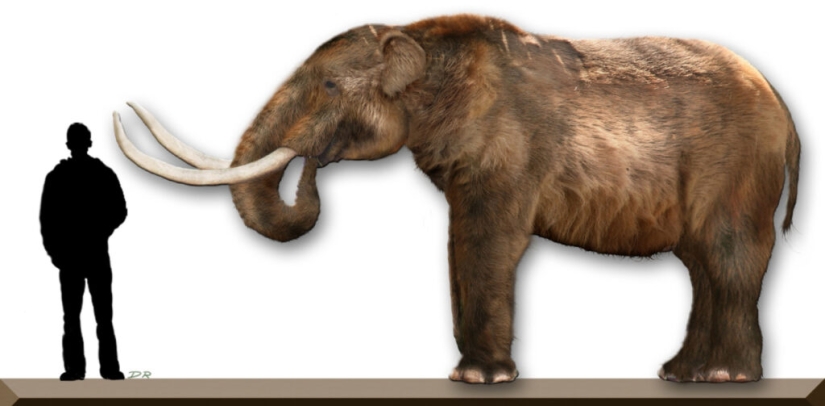 Mastodons and mammoths - how did the ancient ancestors of elephants differ Mastodons and mammoths - how did the ancient ancestors of elephants differ