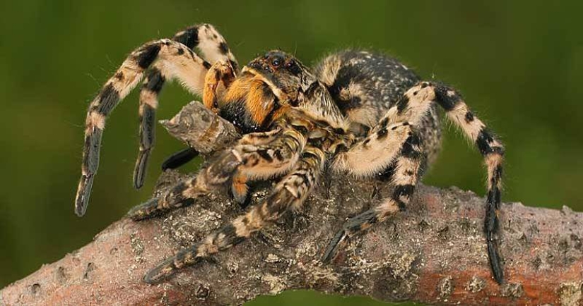 Meet Mizgir — domestic response exotic tarantulas