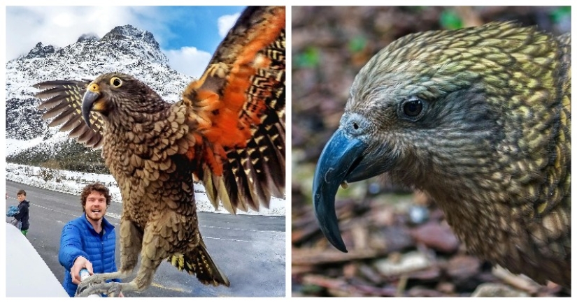 Meet the predatory mountain parrot kea from New Zealand, a thunderstorm of sheep and tourists