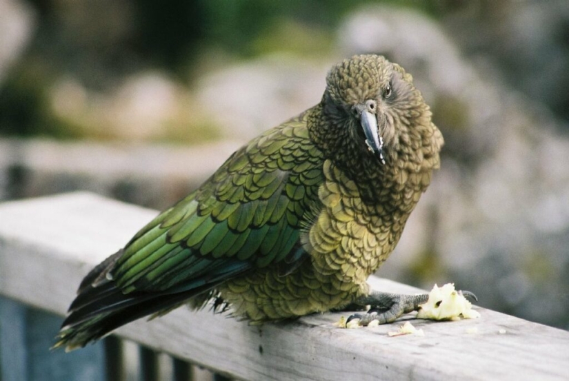 Meet the predatory mountain parrot kea from New Zealand, a thunderstorm of sheep and tourists