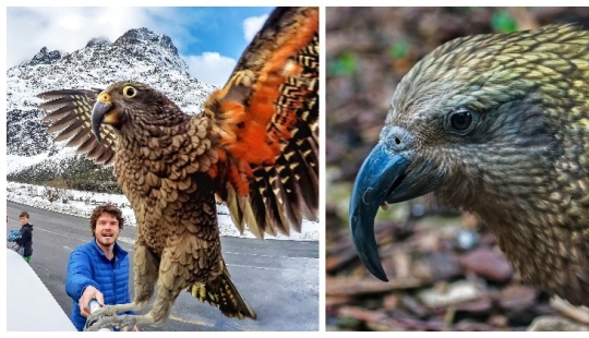 Meet the predatory mountain parrot kea from New Zealand, a thunderstorm of sheep and tourists