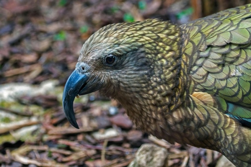 Meet the predatory mountain parrot kea from New Zealand, a thunderstorm of sheep and tourists