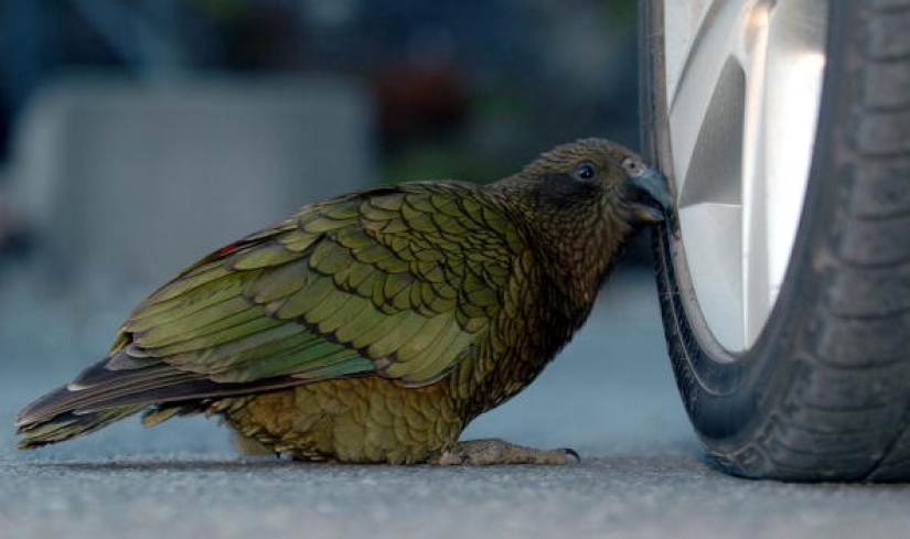 Meet the predatory mountain parrot kea from New Zealand, a thunderstorm of sheep and tourists