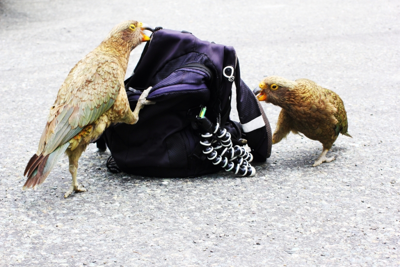 Meet the predatory mountain parrot kea from New Zealand, a thunderstorm of sheep and tourists