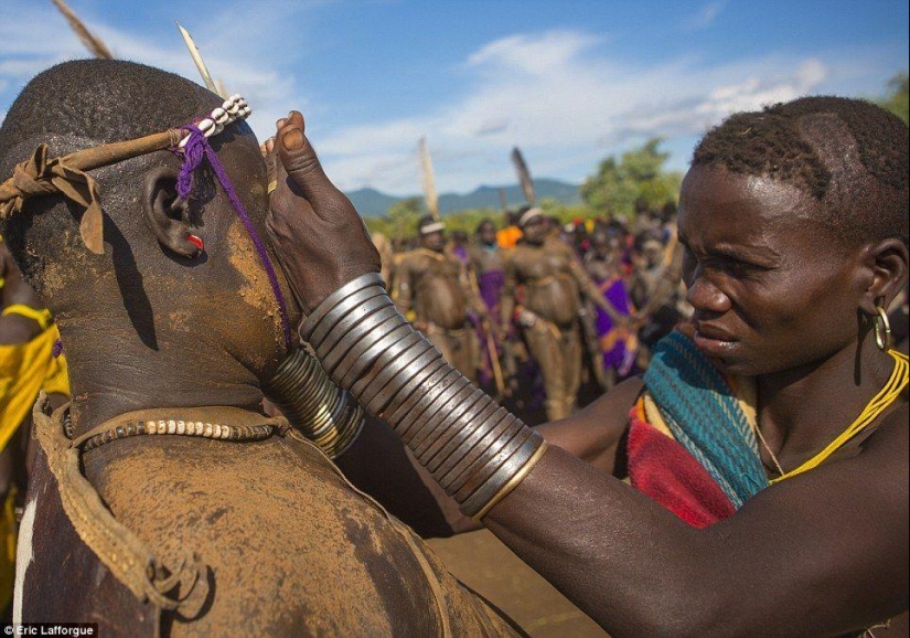 Men of an Ethiopian tribe drink blood with milk to get the title of the fattest resident of the village Men of an Ethiopian tribe drink blood with milk to get the title of the fattest resident of the village