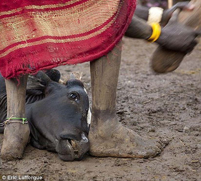 Men of an Ethiopian tribe drink blood with milk to get the title of the fattest resident of the village Men of an Ethiopian tribe drink blood with milk to get the title of the fattest resident of the village