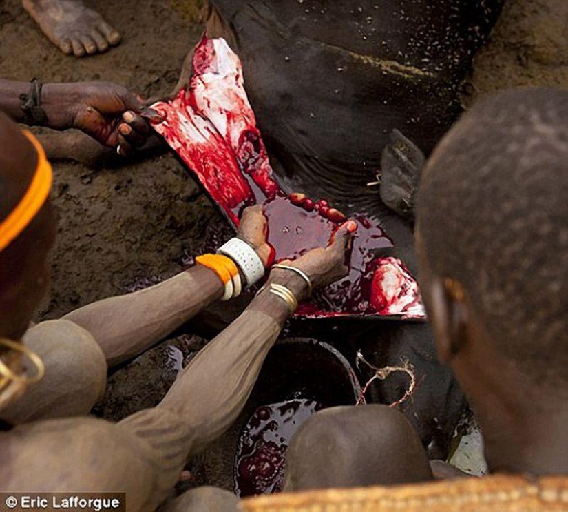 Men of an Ethiopian tribe drink blood with milk to get the title of the fattest resident of the village Men of an Ethiopian tribe drink blood with milk to get the title of the fattest resident of the village