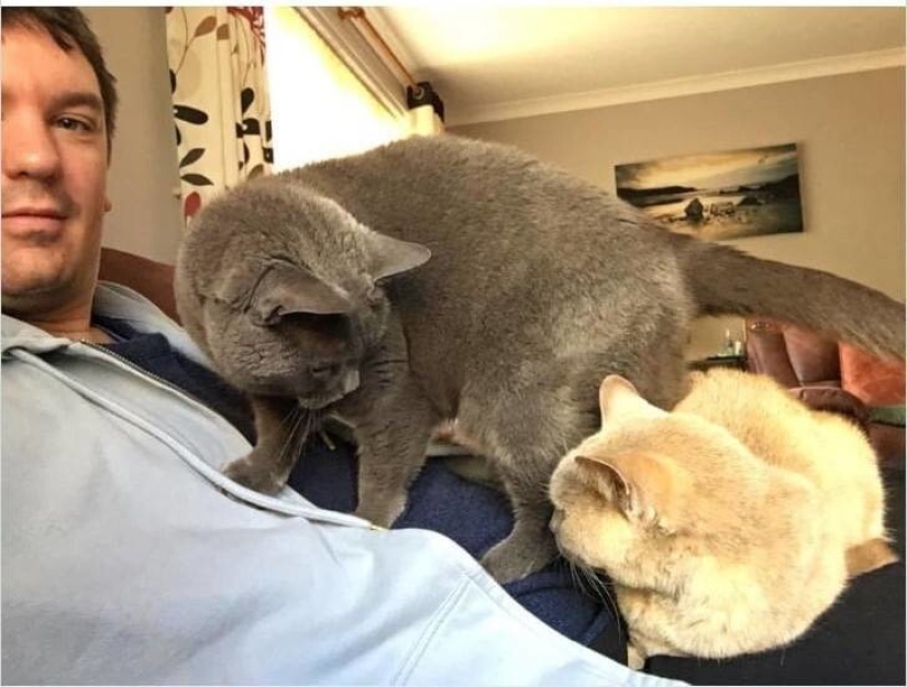 Mi casa, mi gato: fotos de los gatos que andan en casa de otra gente