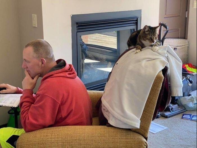 Mi casa, mi gato: fotos de los gatos que andan en casa de otra gente