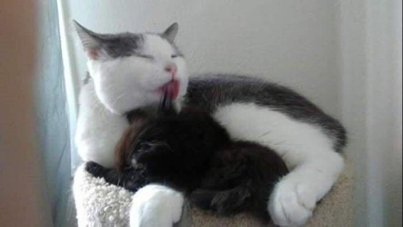 Mi casa, mi gato: fotos de los gatos que andan en casa de otra gente