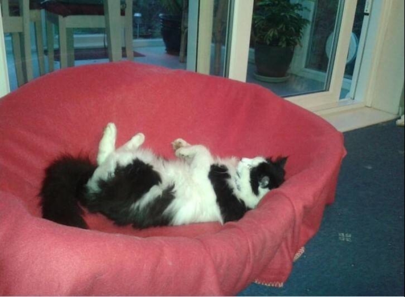 Mi casa, mi gato: fotos de los gatos que andan en casa de otra gente