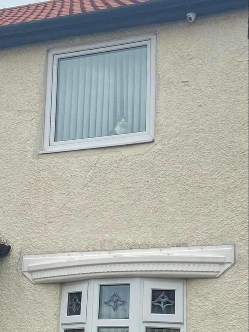 Mi casa, mi gato: fotos de los gatos que andan en casa de otra gente