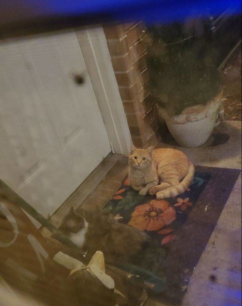 Mi casa, mi gato: fotos de los gatos que andan en casa de otra gente