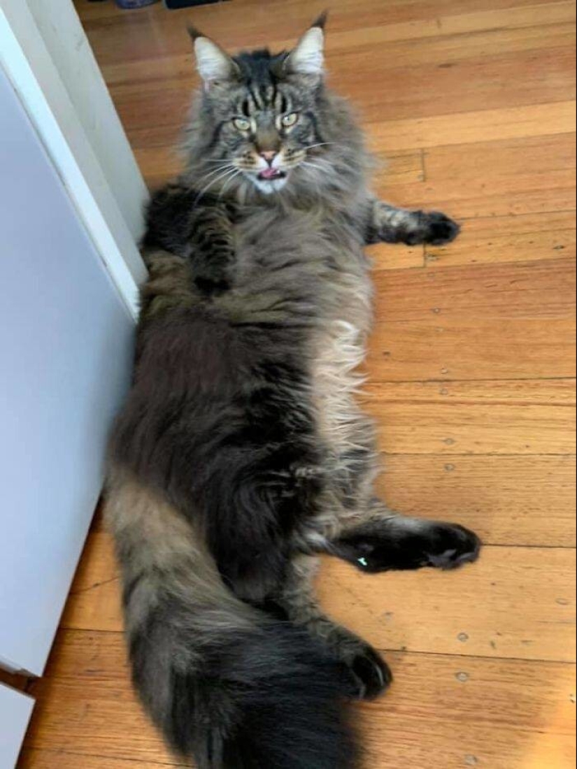 Mi casa, mi gato: fotos de los gatos que andan en casa de otra gente