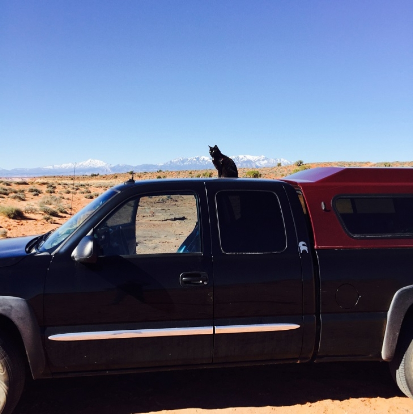 Mi escalador: el primer gato escalador del mundo