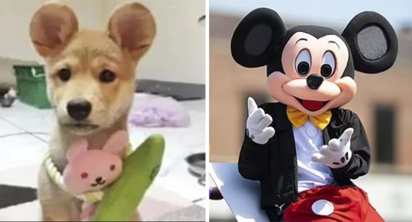 Mickey Mouse ears: People mutilate their dogs and cats to make them cute Mickey Mouse ears: People mutilate their dogs and cats to make them cute