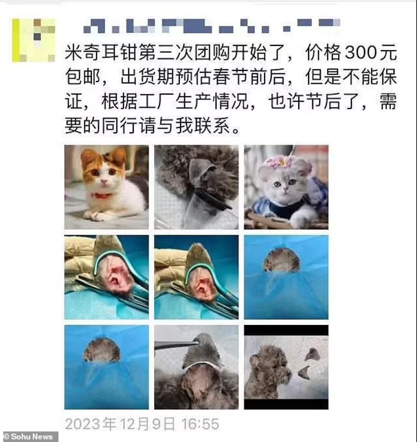 Mickey Mouse ears: People mutilate their dogs and cats to make them cute Mickey Mouse ears: People mutilate their dogs and cats to make them cute