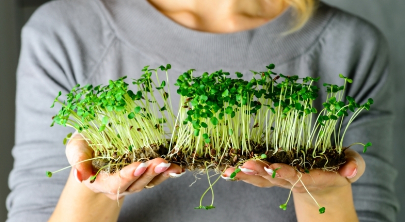 Microgreens: cómo cultivar, beneficios y daños Microgreens: cómo cultivar, beneficios y daños