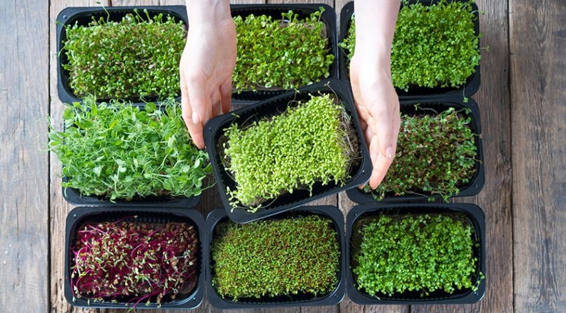 Microgreens: cómo cultivar, beneficios y daños Microgreens: cómo cultivar, beneficios y daños