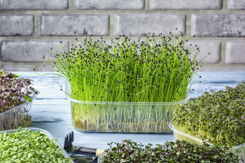 Microgreens: cómo cultivar, beneficios y daños Microgreens: cómo cultivar, beneficios y daños