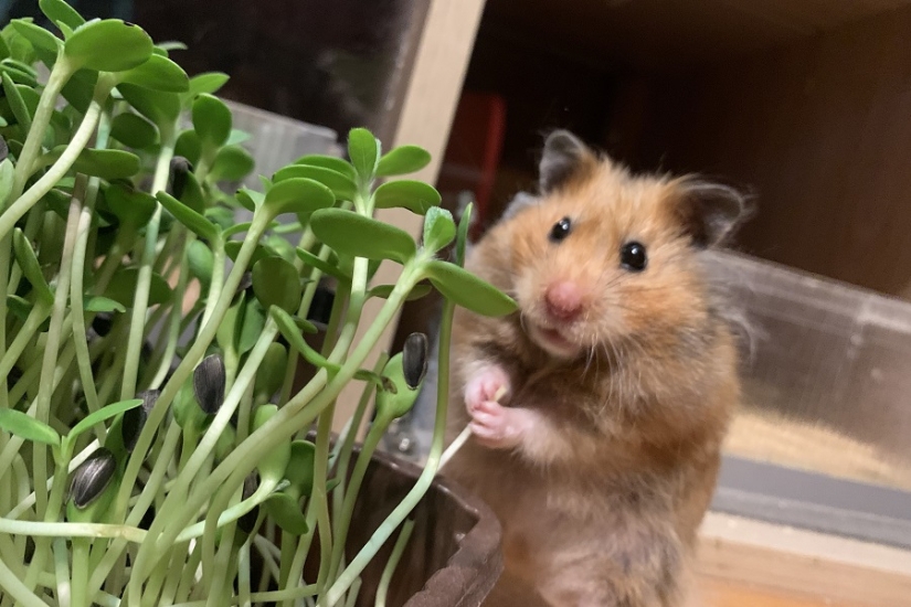 Microgreens: cómo cultivar, beneficios y daños Microgreens: cómo cultivar, beneficios y daños