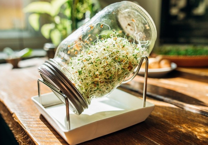 Microgreens: cómo cultivar, beneficios y daños Microgreens: cómo cultivar, beneficios y daños