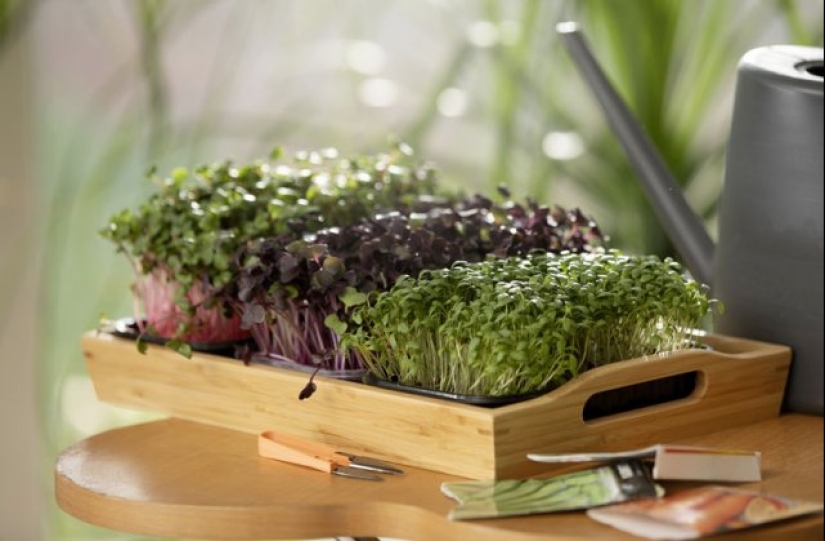 Microgreens: cómo cultivar, beneficios y daños Microgreens: cómo cultivar, beneficios y daños