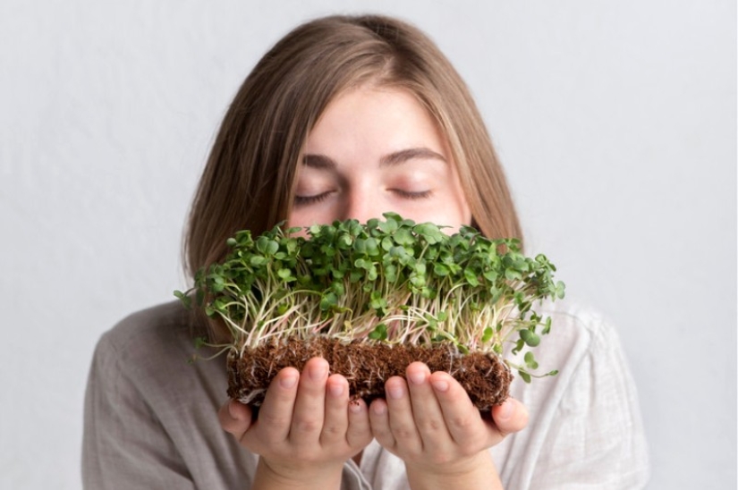 Microgreens - how to grow crops, benefits and harms Microgreens - how to grow crops, benefits and harms