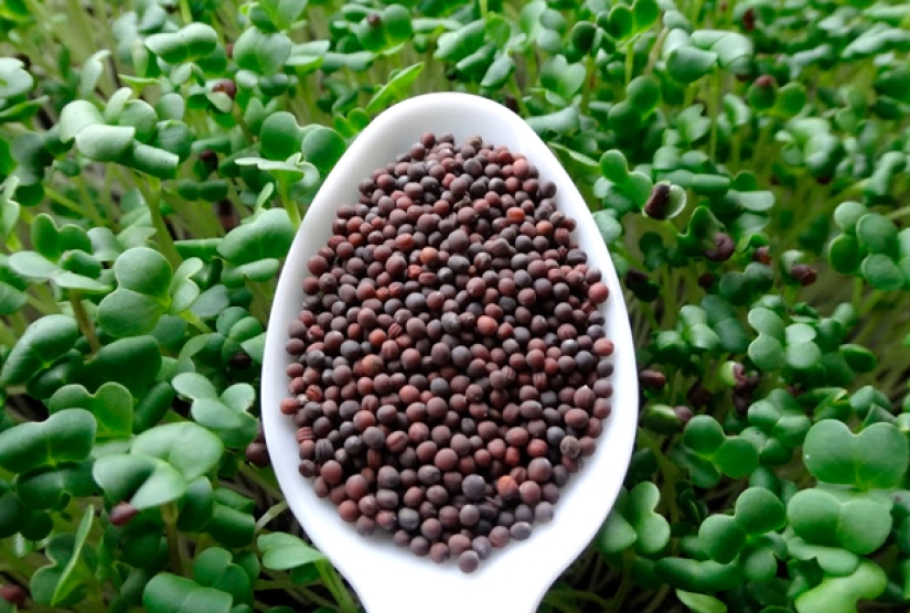 Microgreens - how to grow crops, benefits and harms Microgreens - how to grow crops, benefits and harms