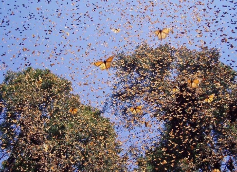 Migration of monarch butterflies