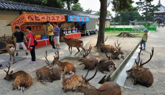 Miles de ciervos inundan las calles de la ciudad japonesa de Nara Miles de ciervos inundan las calles de la ciudad japonesa de Nara