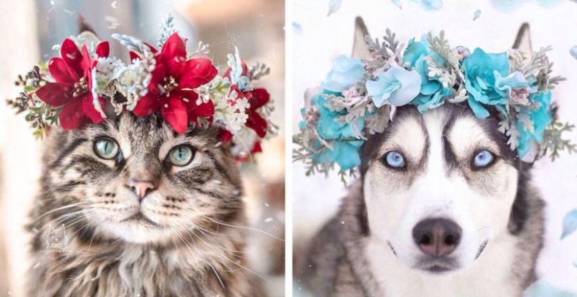 Milota cuadrado: 25 Mascotas en floral corona de un talentoso diseñador