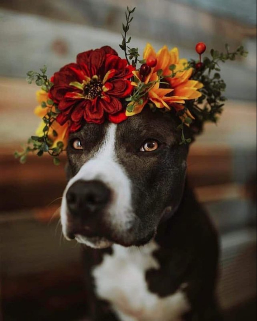 Milota cuadrado: 25 Mascotas en floral corona de un talentoso diseñador Milota cuadrado: 25 Mascotas en floral corona de un talentoso diseñador