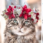 Milota cuadrado: 25 Mascotas en floral corona de un talentoso diseñador