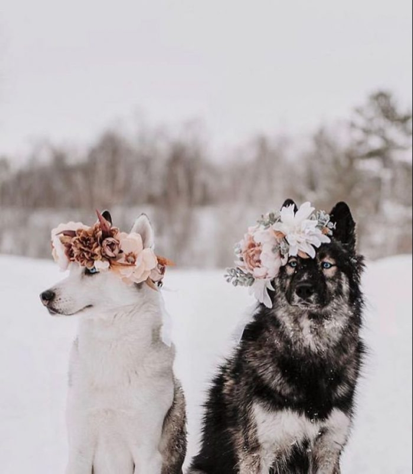 Milota cuadrado: 25 Mascotas en floral corona de un talentoso diseñador Milota cuadrado: 25 Mascotas en floral corona de un talentoso diseñador