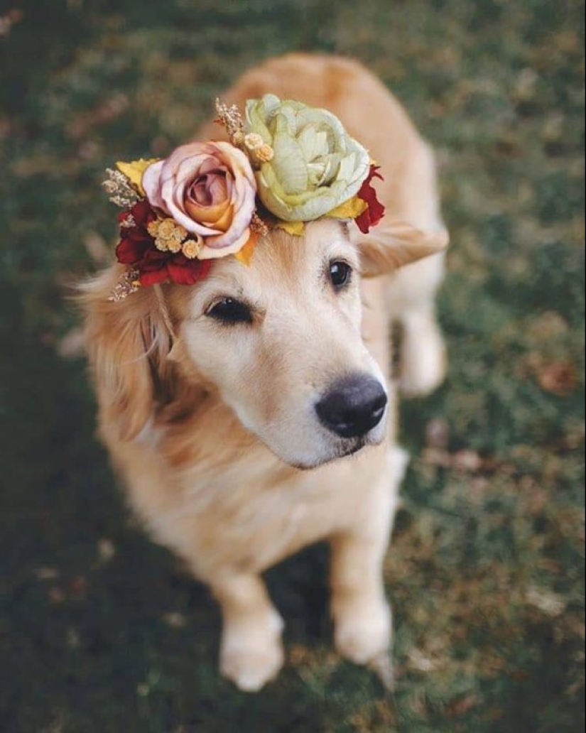 Milota cuadrado: 25 Mascotas en floral corona de un talentoso diseñador