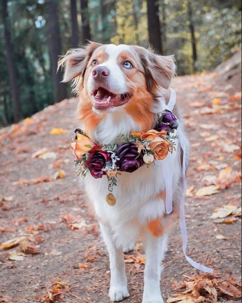 Milota cuadrado: 25 Mascotas en floral corona de un talentoso diseñador Milota cuadrado: 25 Mascotas en floral corona de un talentoso diseñador