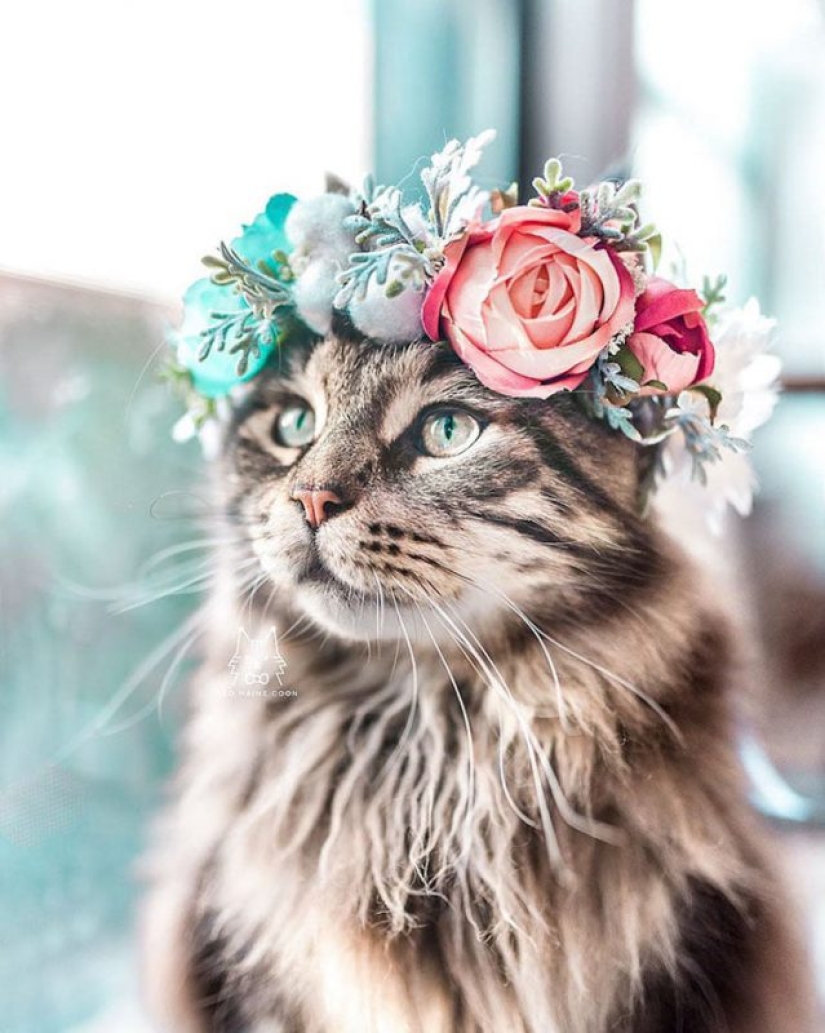 Milota squared: 25 Pets in floral wreath from a talented designer