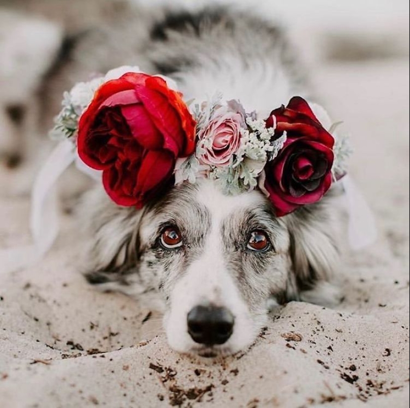 Milota squared: 25 Pets in floral wreath from a talented designer